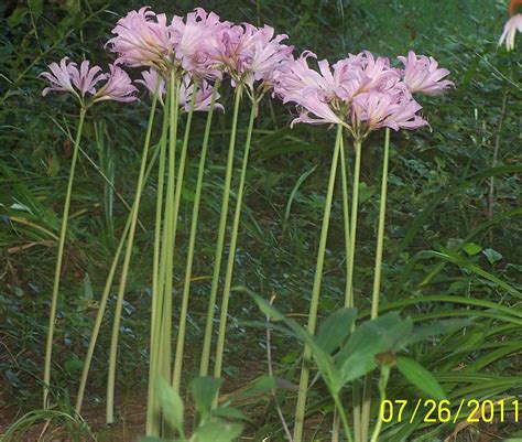 Naked Flowers